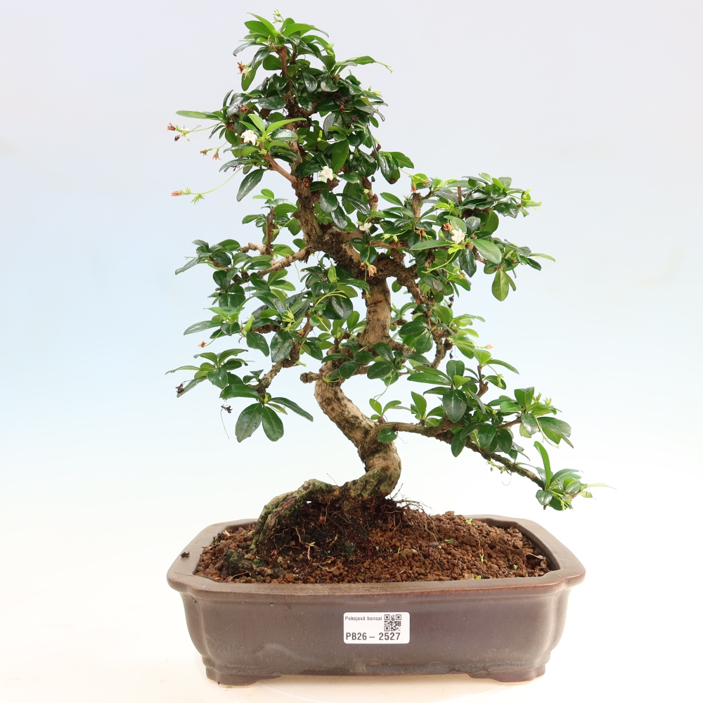 Pokojová bonsai - Carmona macrophylla - Čaj fuki