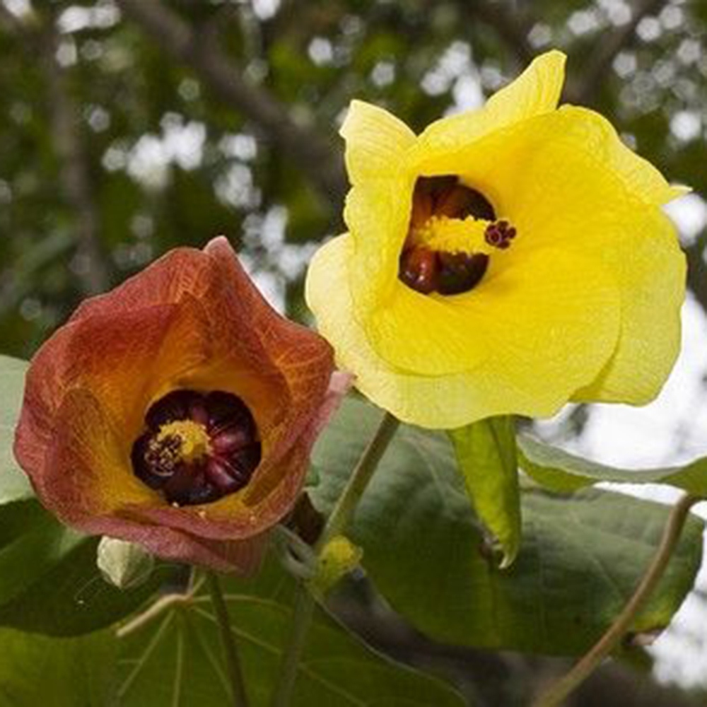 Pokojová bonsai - Hibiscus tiliaceus - Ibišek lípovitý, morský