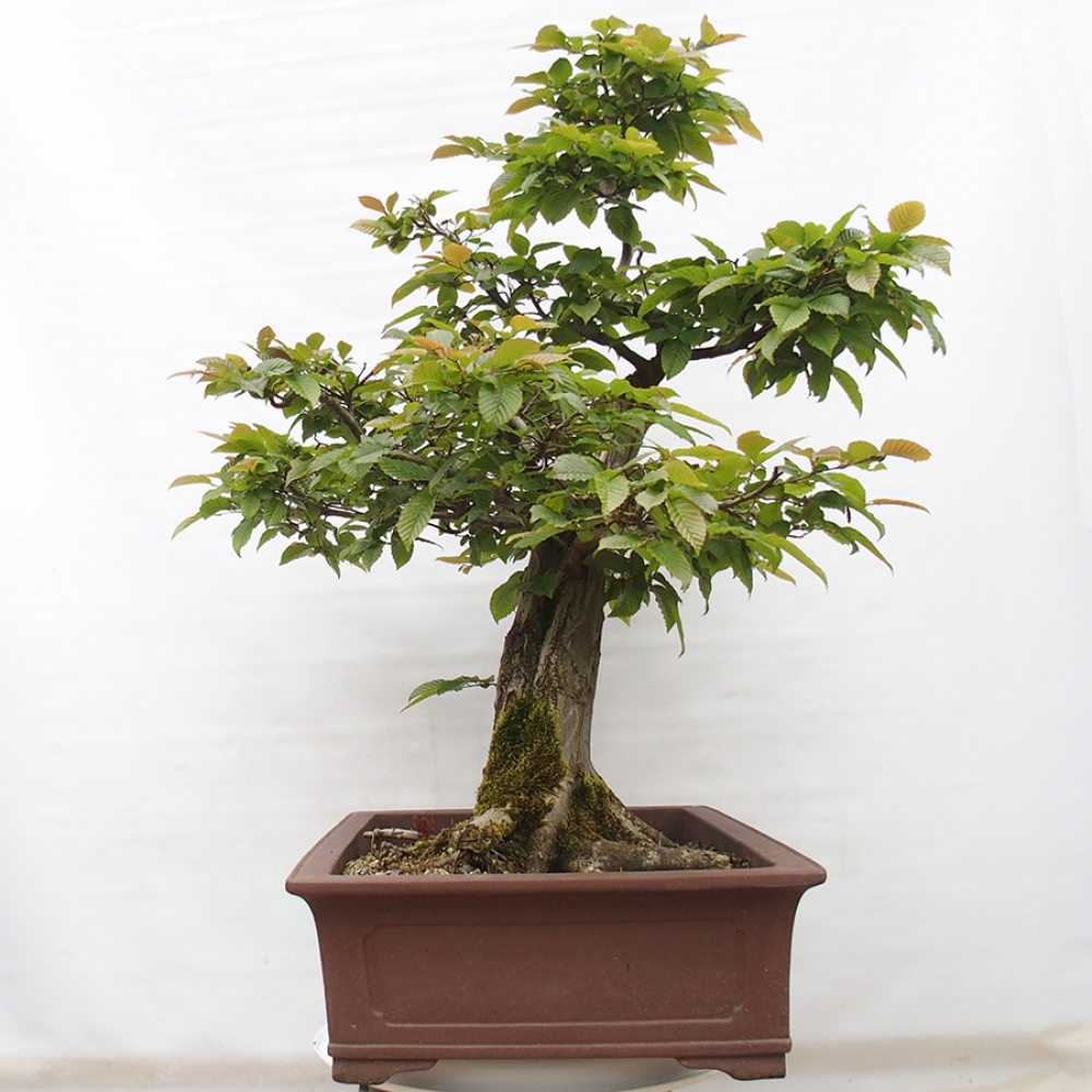 Venkovní bonsai - Habr obecný - Carpinus betulus