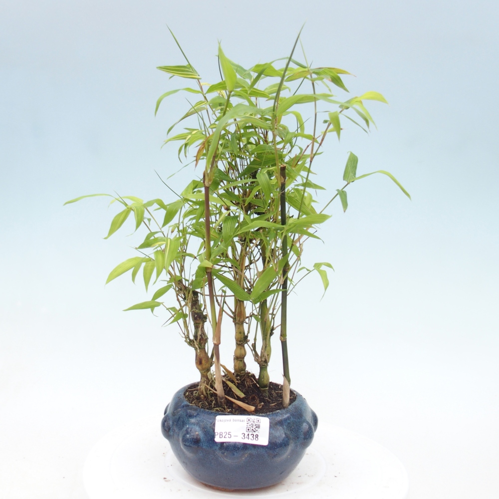 Pokojová bonsai - Bambus budha-Bambus budhovo břicho