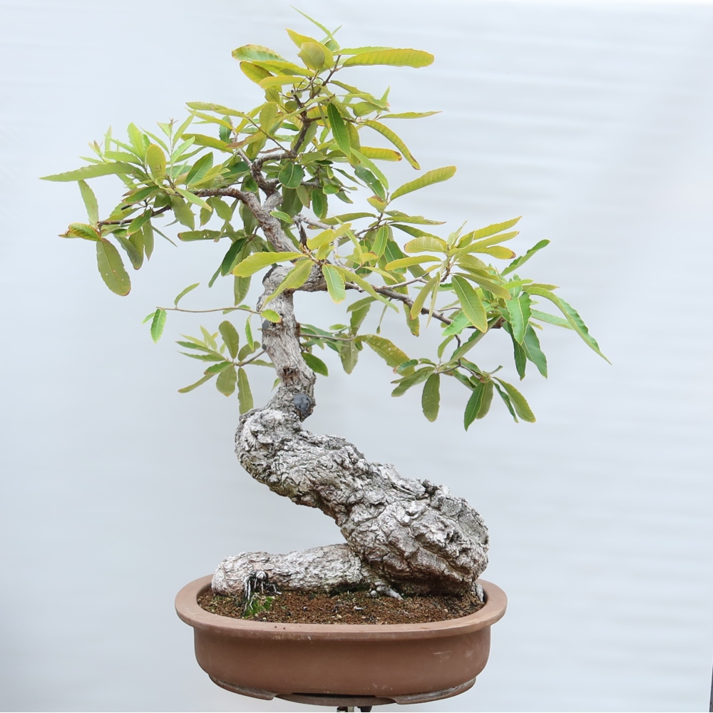 Venkovní bonsai - Quercus castaneifolia  - Dub kaštanolistý