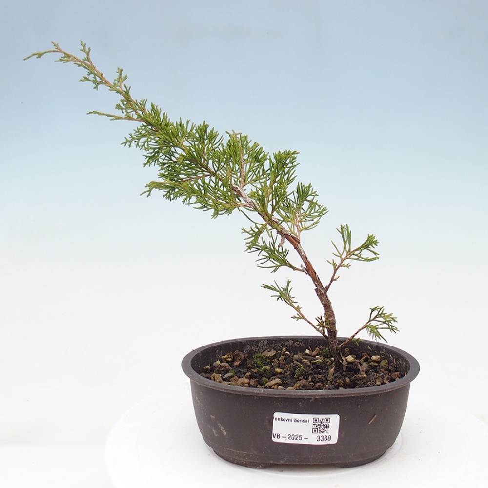 Venkovní bonsai - Juniperus chinensis Itoigawa -Jalovec čínský