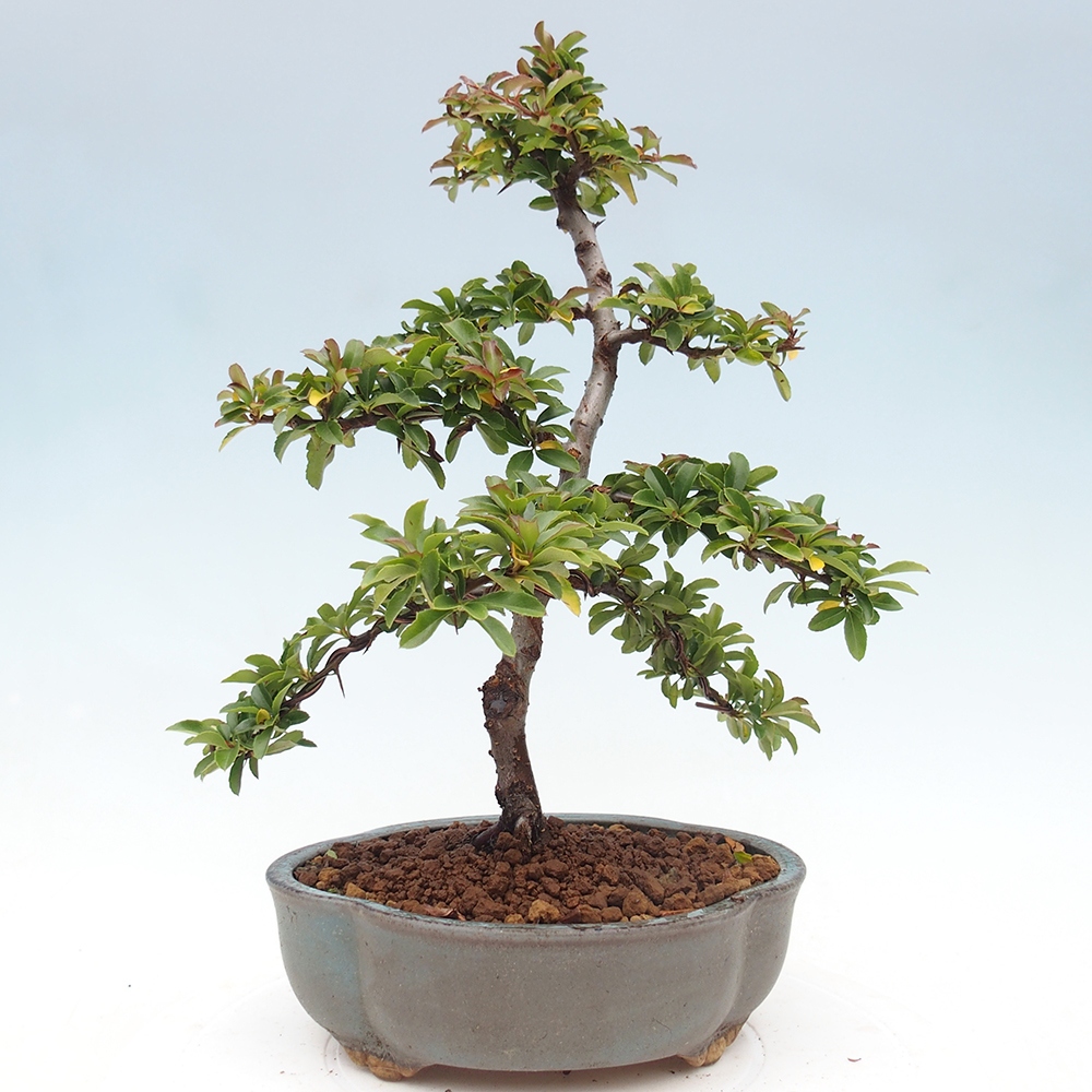 Venkovní bonsai-Pyracanta Teton -Hlohyně
