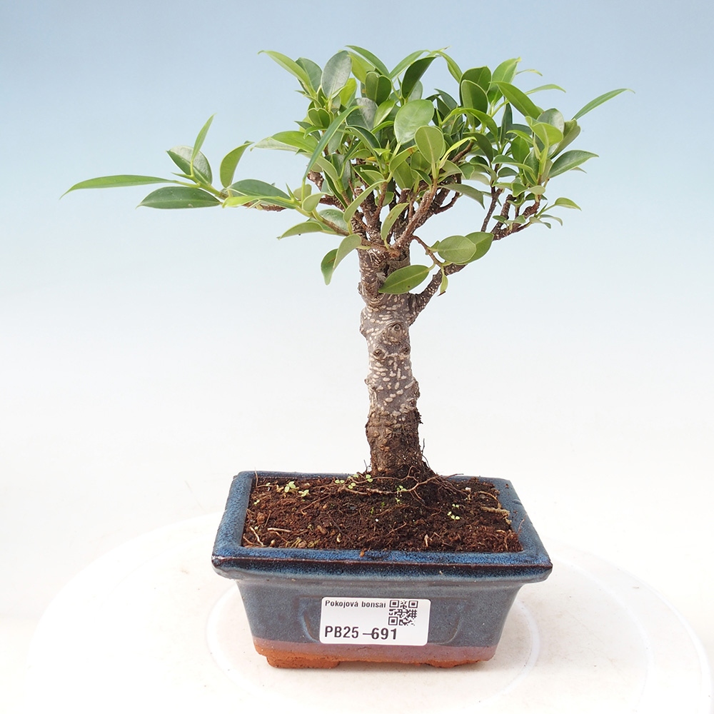 Pokojová bonsai Ficus retusa kimmen
