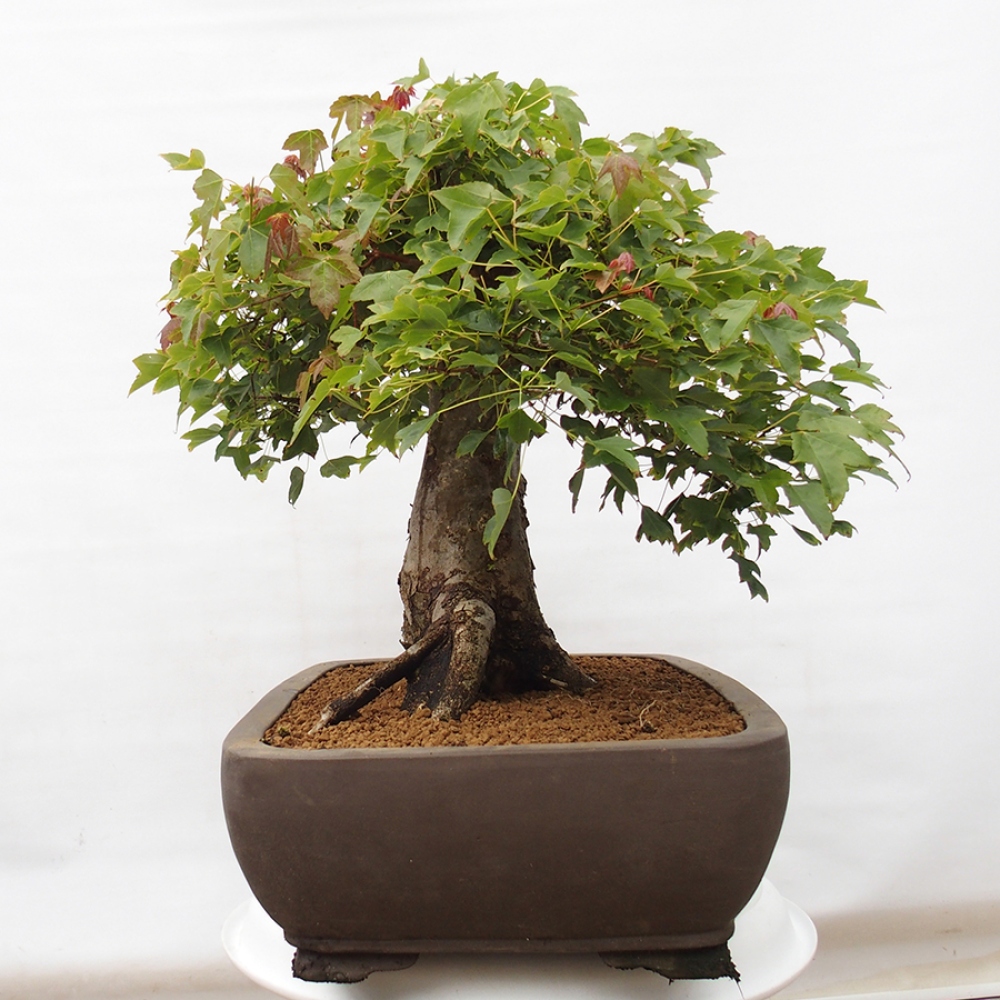 Venkovní bonsai - Acer Buergerianum - Javor Burgerův