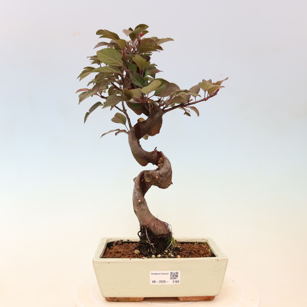 Venkovní bonsai -Malus domestica - Maloplodá jabloň červenolistá