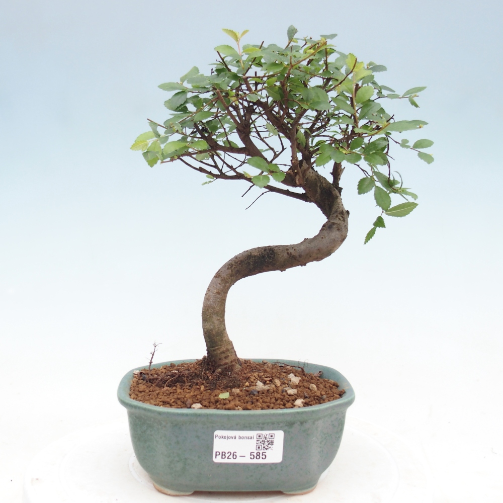 Pokojová bonsai - Ulmus parvifolia - Malolistý jilm