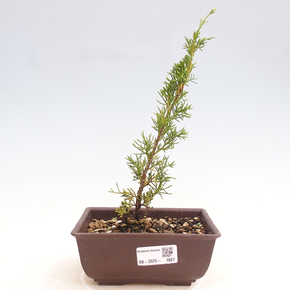 Venkovní bonsai - Juniperus chinensis Itoigawa -Jalovec čínský