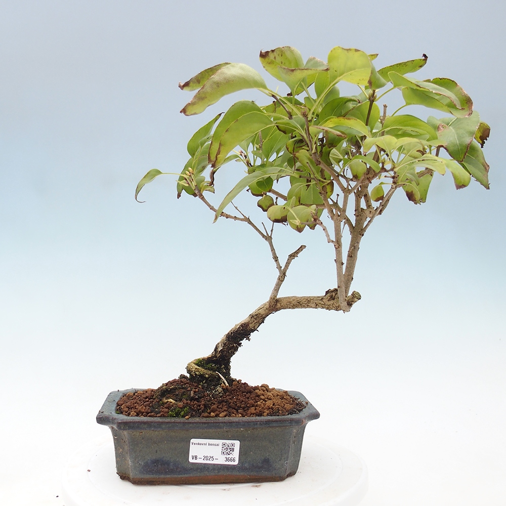Venkovní bonsai - Šeřík - Syringa vulgaris
