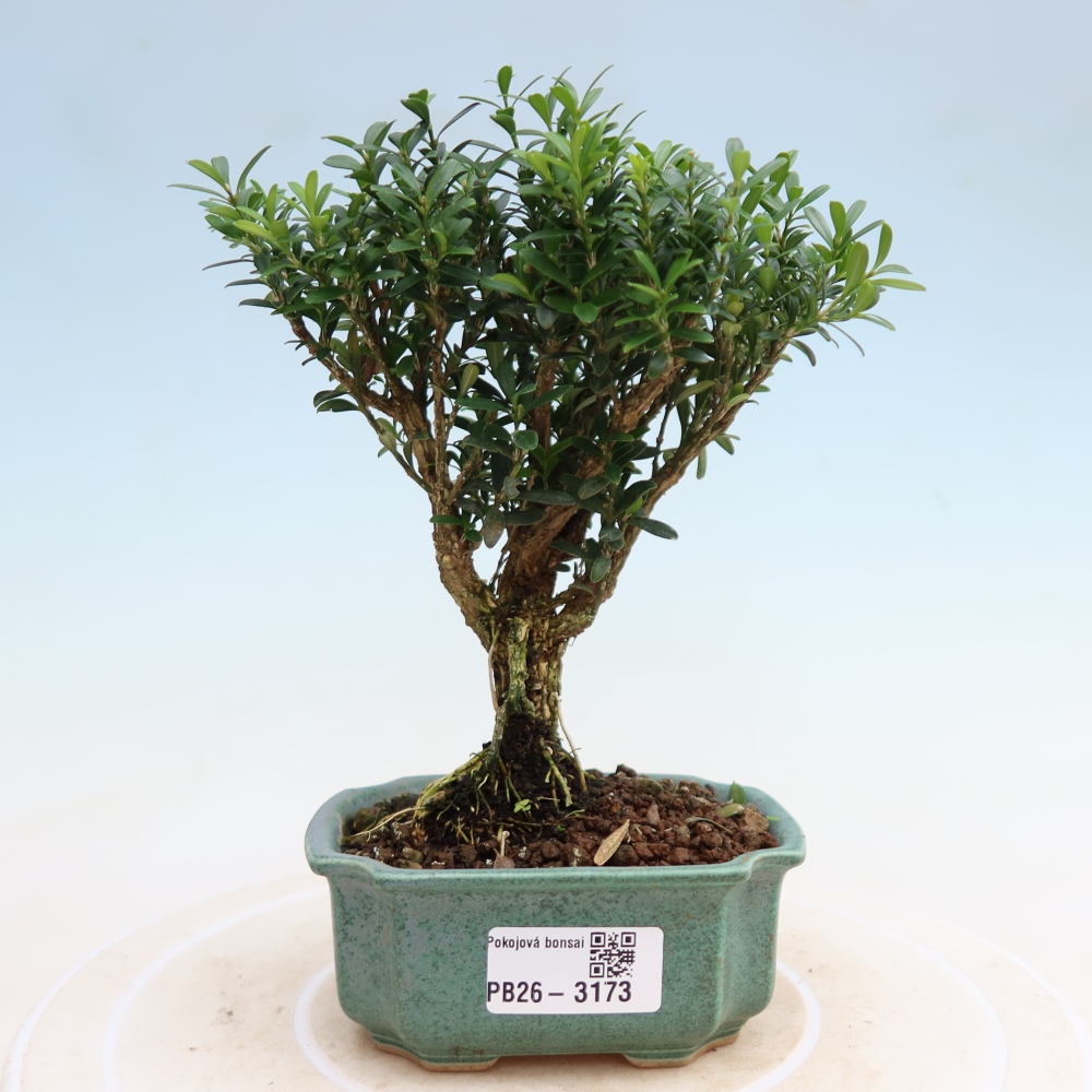 Pokojová bonsai - Buxus harlandii -korkový buxus