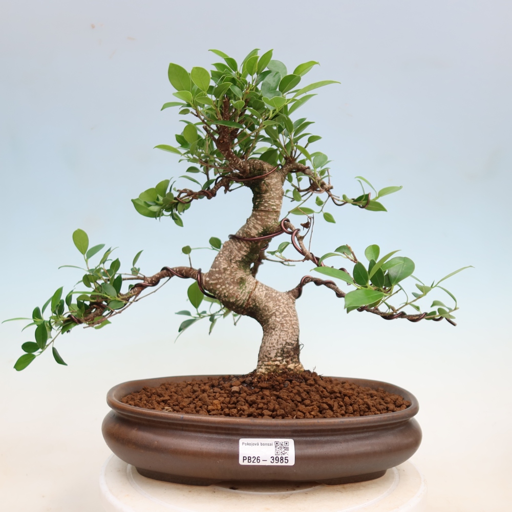 Pokojová bonsai - Ficus kimmen -  malolistý fíkus