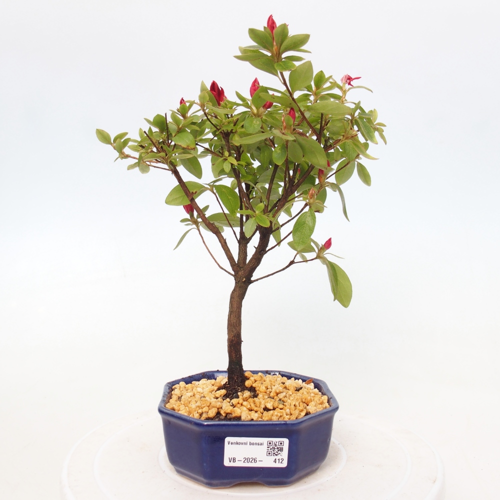 Venkovní bonsai - Japonská azalka - Azalea sp.