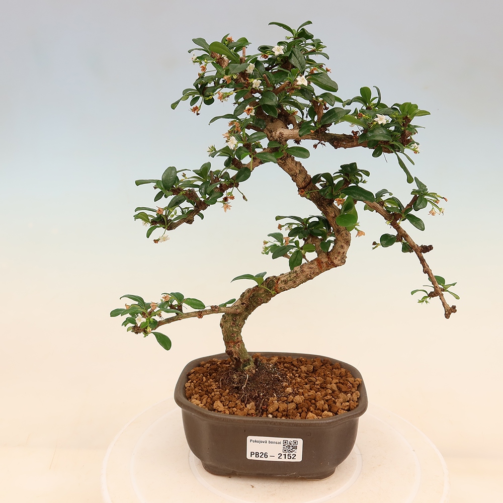 Pokojová bonsai - Carmona macrophylla - Čaj fuki