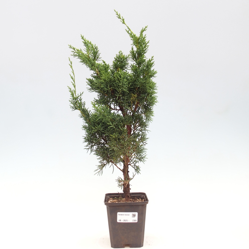 Venkovní bonsai - Juniperus chinensis Kishu -Jalovec čínský