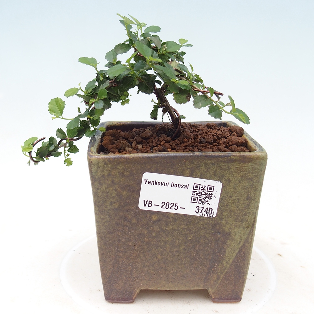 Pokojová bonsai - Grewia sp. - Grewie malolistá
