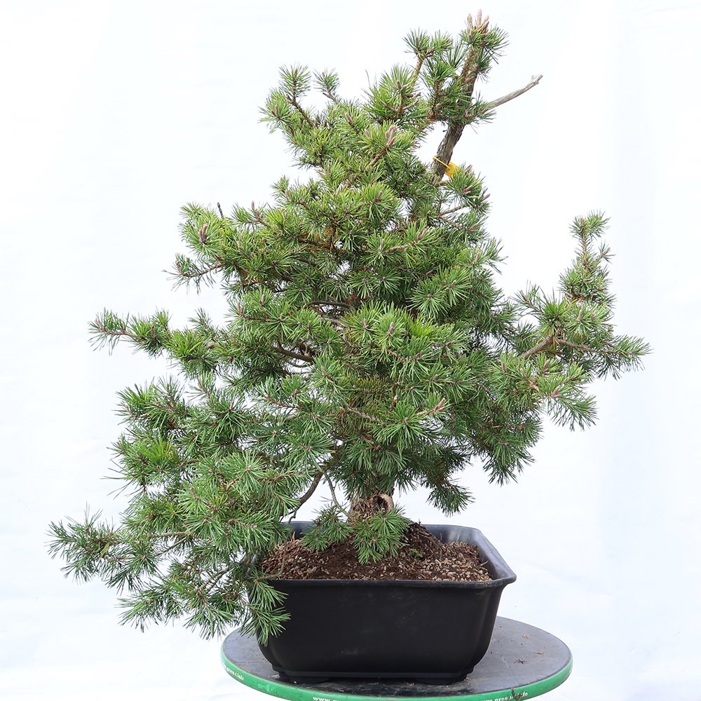 Pinus sylvestris Španělsko - borovice lesní
