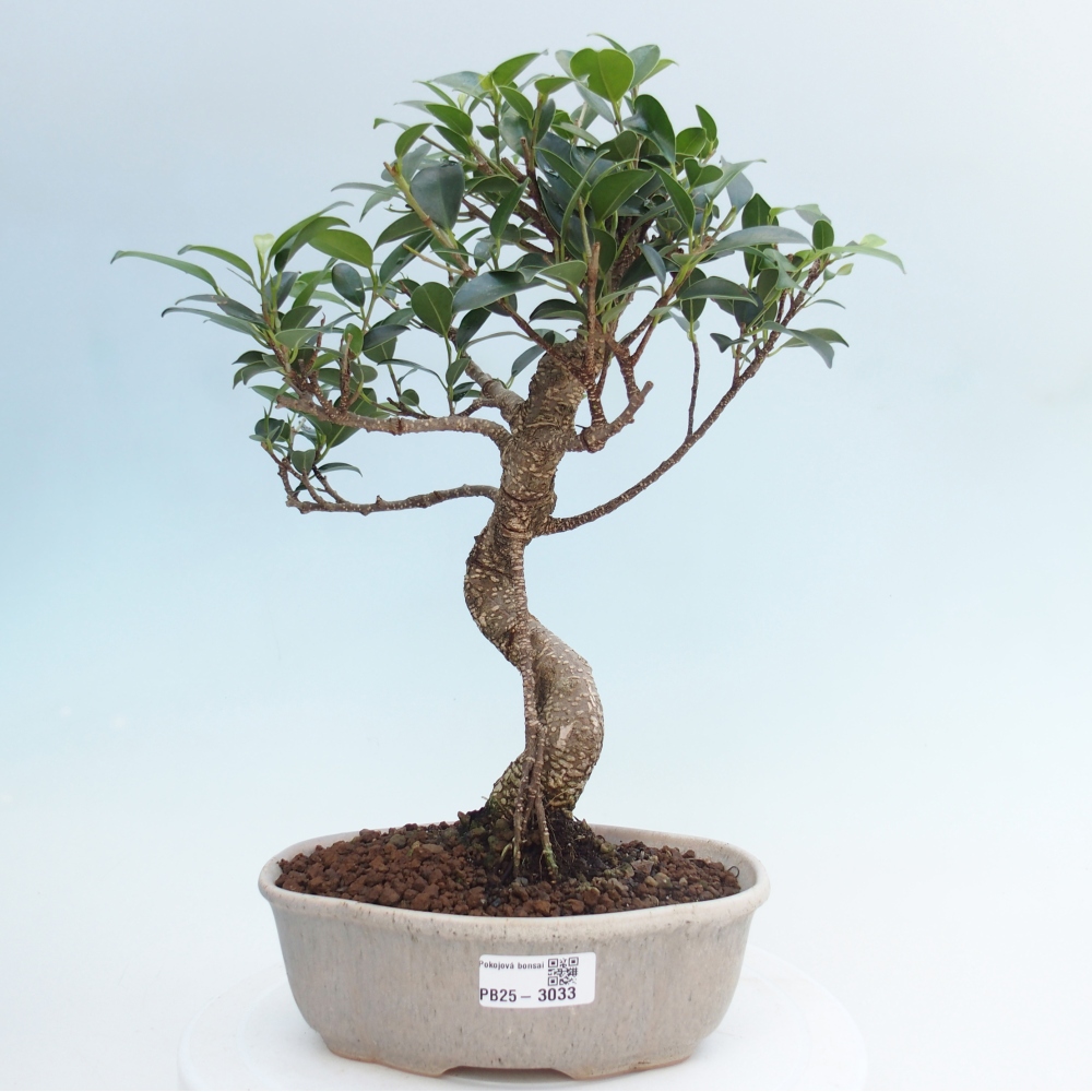 Pokojová bonsai - Ficus retusa -  malolistý fíkus