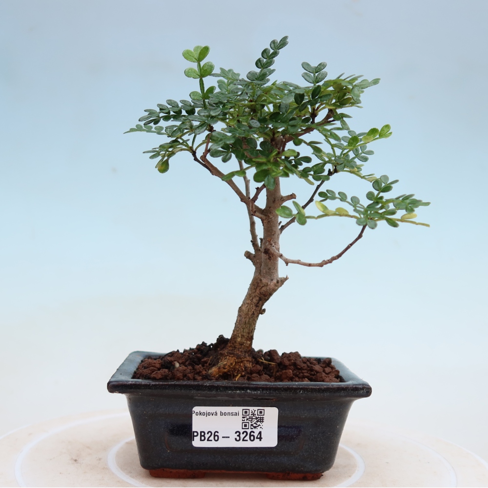 Pokojová bonsai - Zantoxylum piperitum - pepřovník