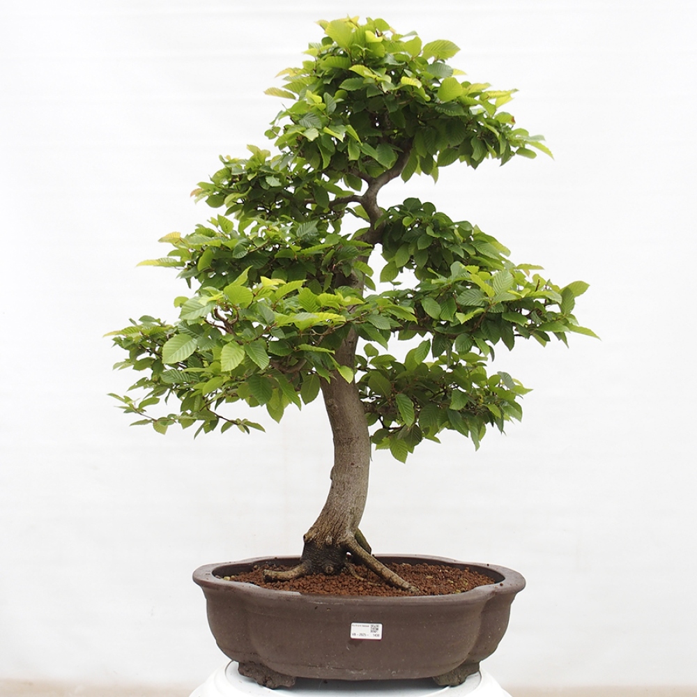 Venkovní bonsai - Habr obecný - Carpinus betulus