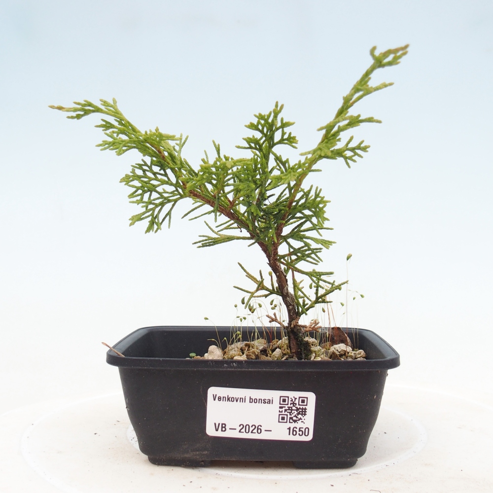 Venkovní bonsai - Juniperus chinensis Itoigawa -Jalovec čínský