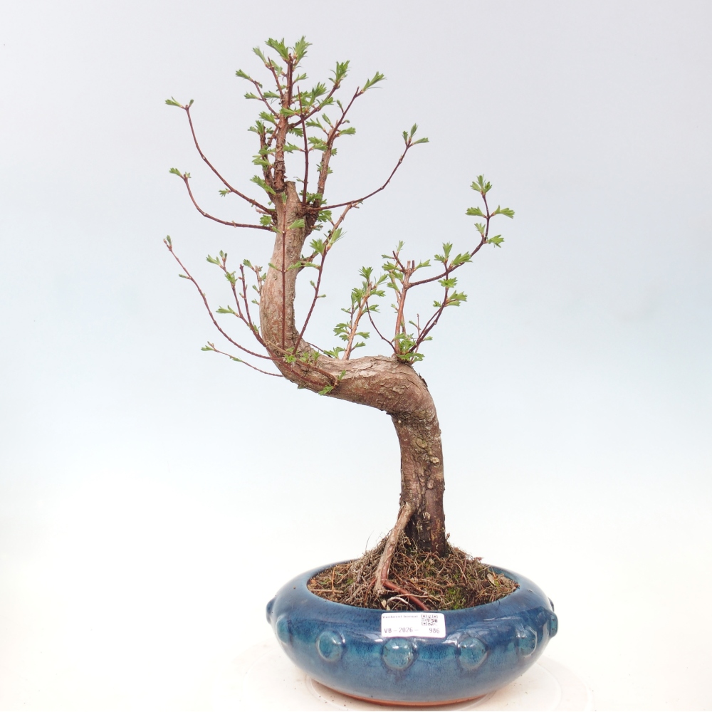 Venkovní bonsai - Metasequoia glyptostroboides - Metasekvoje čínská