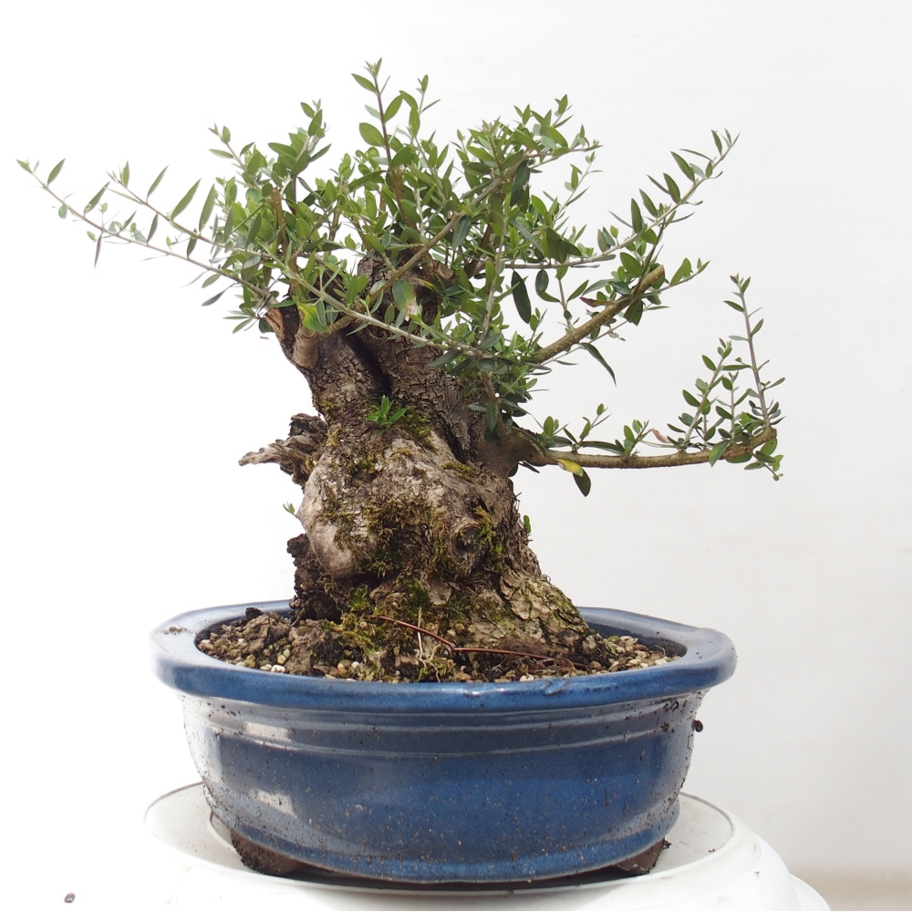 Pokojová bonsai - Olea europaea sylvestris -Oliva evropská drobnolistá