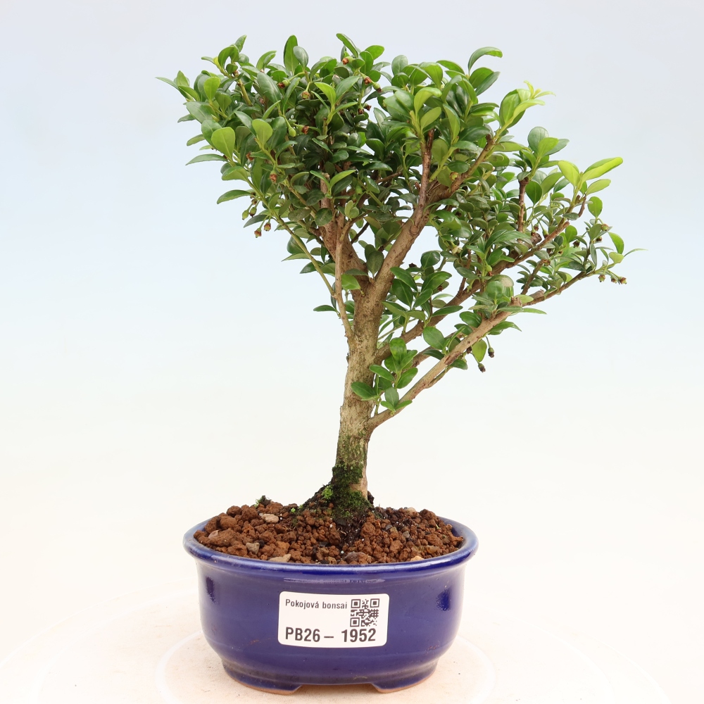 Pokojová bonsai - Ilex crenata - Cesmína