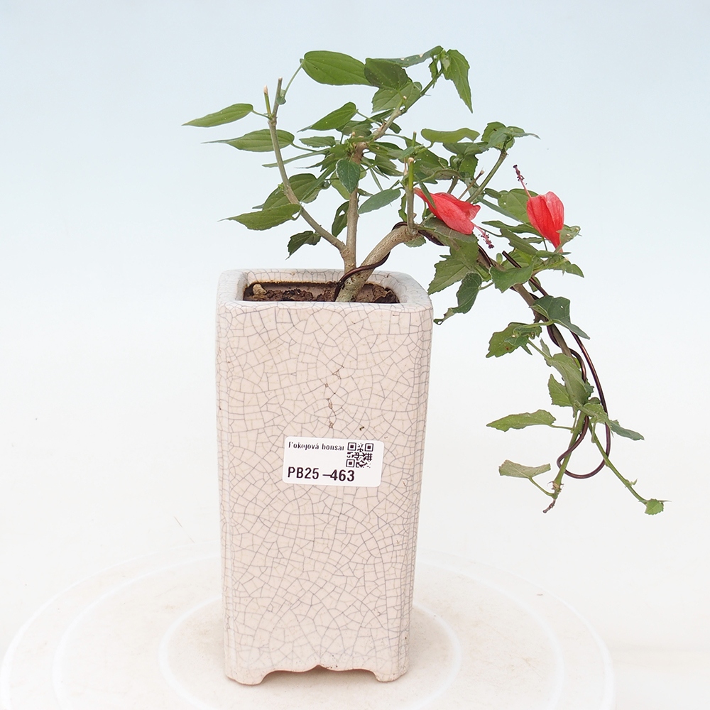 Pokojová bonsai - Malvaviscus arboreus - ibiškovec dřevnatý