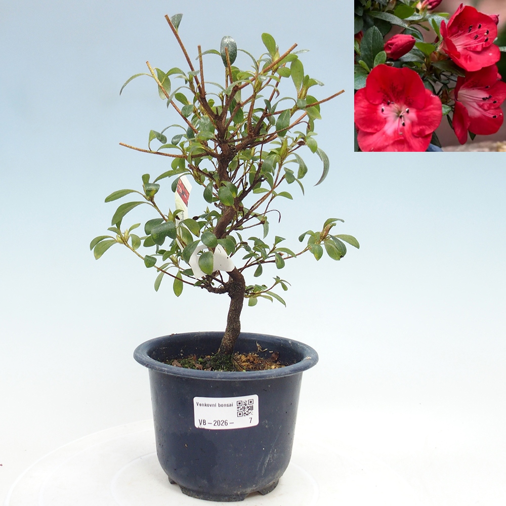 Venkovní bonsai - Japonská azalka - Azalea Benibeni