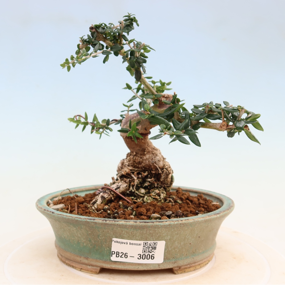 Pokojová bonsai - Olea europaea sylvestris -Oliva evropská drobnolistá