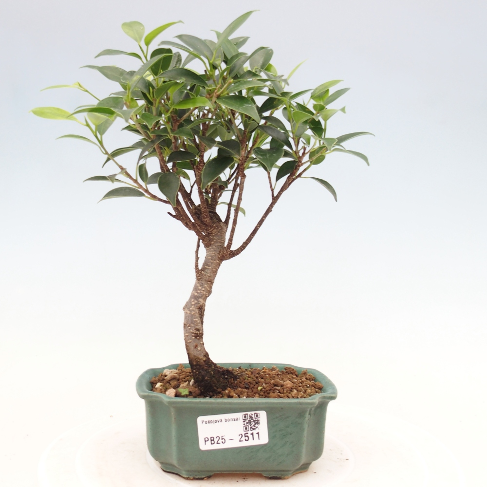 Pokojová bonsai Ficus retusa kimmen