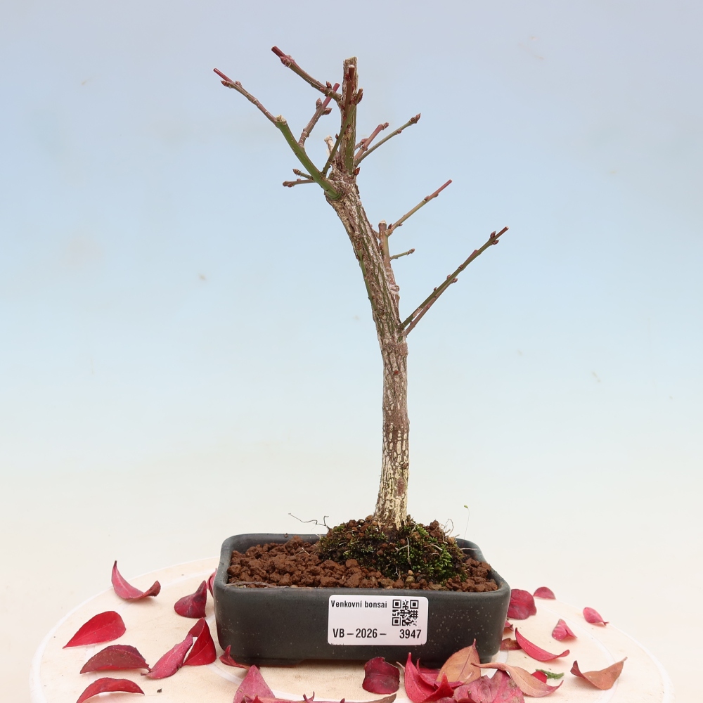 Venkovní bonsai -  Euonymus alatus comactus  - brslen křídlatý