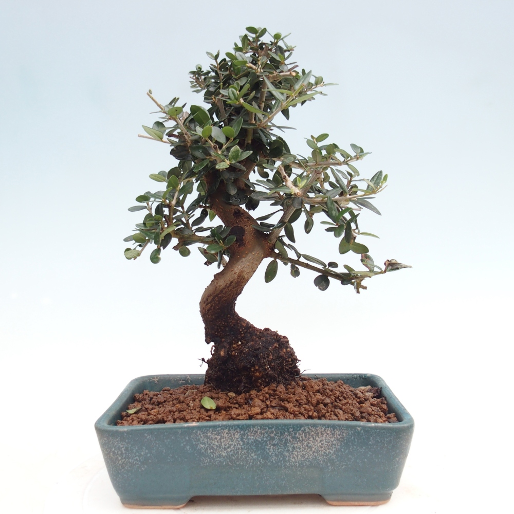 Pokojová bonsai - Olea europaea sylvestris -Oliva evropská drobnolistá