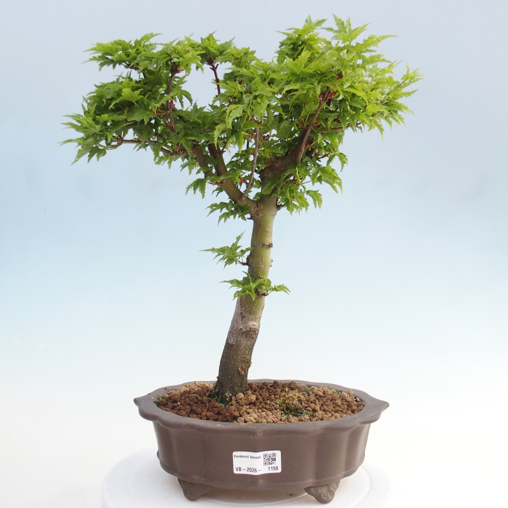 Venkovní bonsai -Javor dlanitolistý Acer palmatum Shishigashira