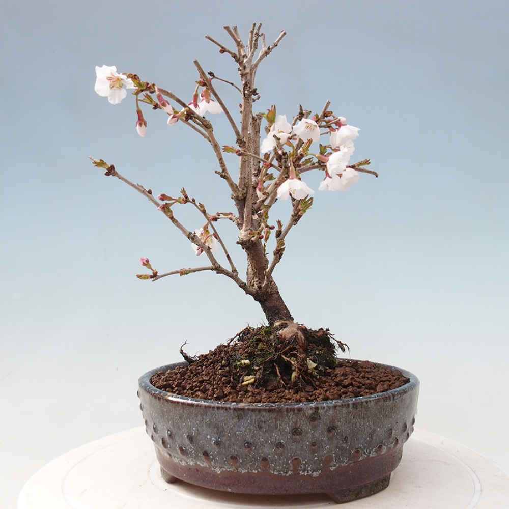 Venkovní bonsai - Prunus incisa Kojou-no mai-Slivoň vyříznutá