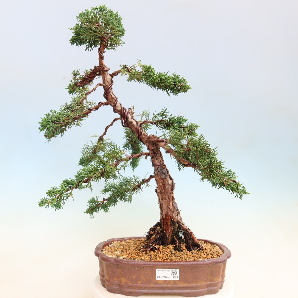 Venkovní bonsai - Juniperus chinensis Kishu -Jalovec čínský