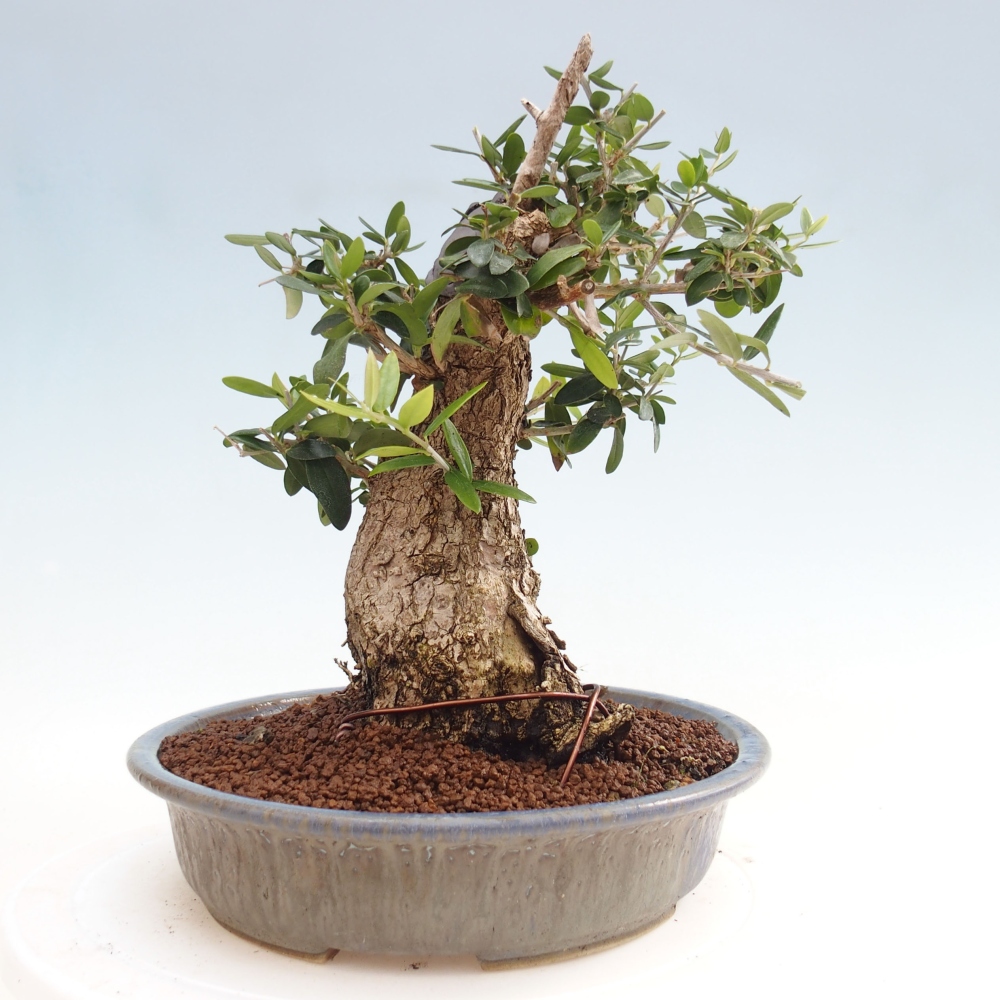 Pokojová bonsai - Olea europaea sylvestris -Oliva evropská drobnolistá