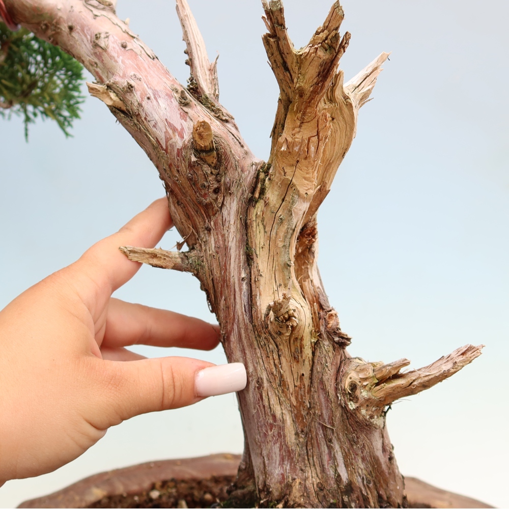 Venkovní bonsai - Juniperus chinensis Kishu -Jalovec čínský