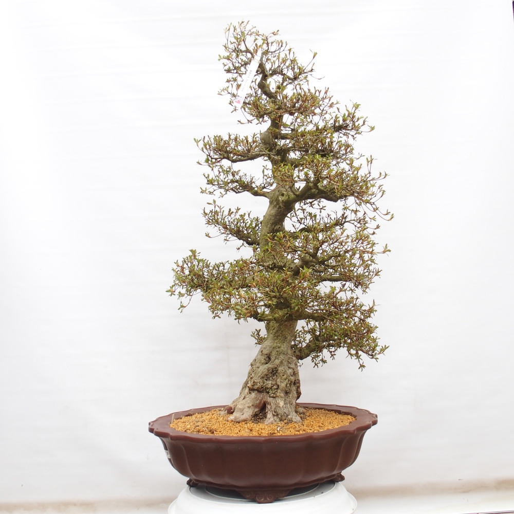 Venkovní bonsai - Japonská azalka - Azalea Kinu-no-Hikari