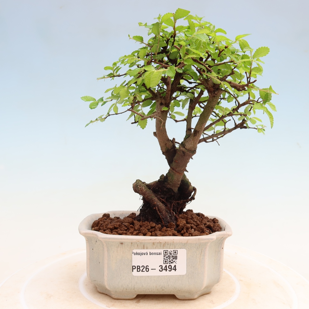 Pokojová bonsai - Ulmus parvifolia - Malolistý jilm