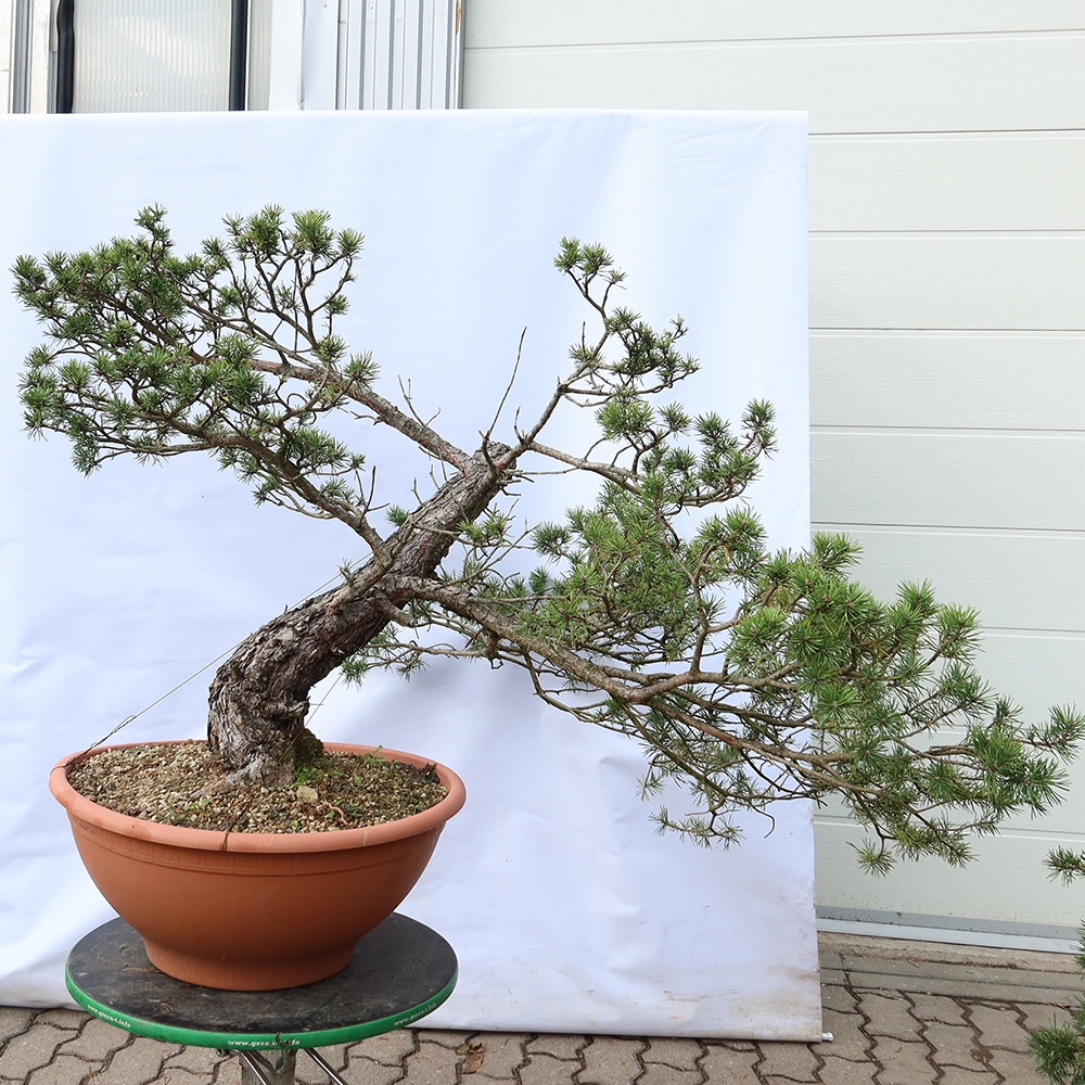 Pinus sylvestris Španělsko - borovice lesní