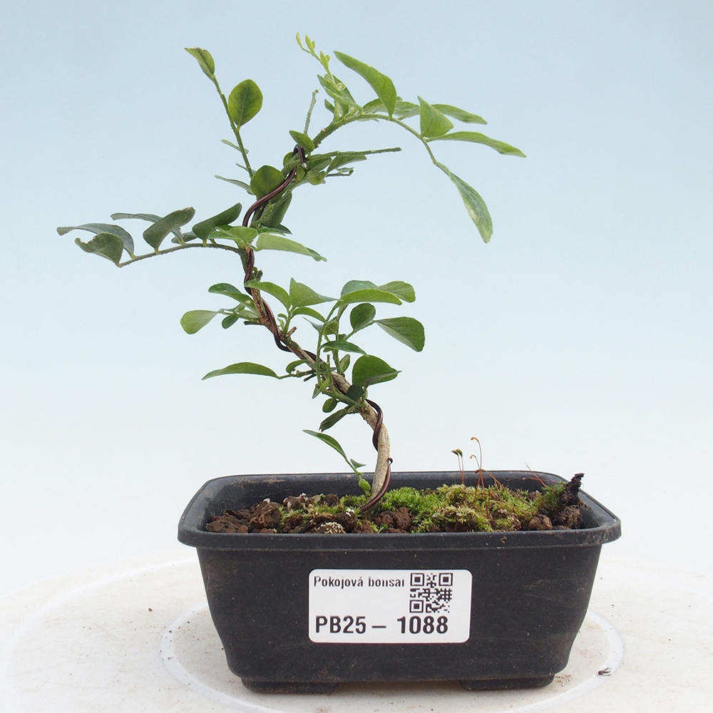 Pokojová bonsai - Muraya paniculata