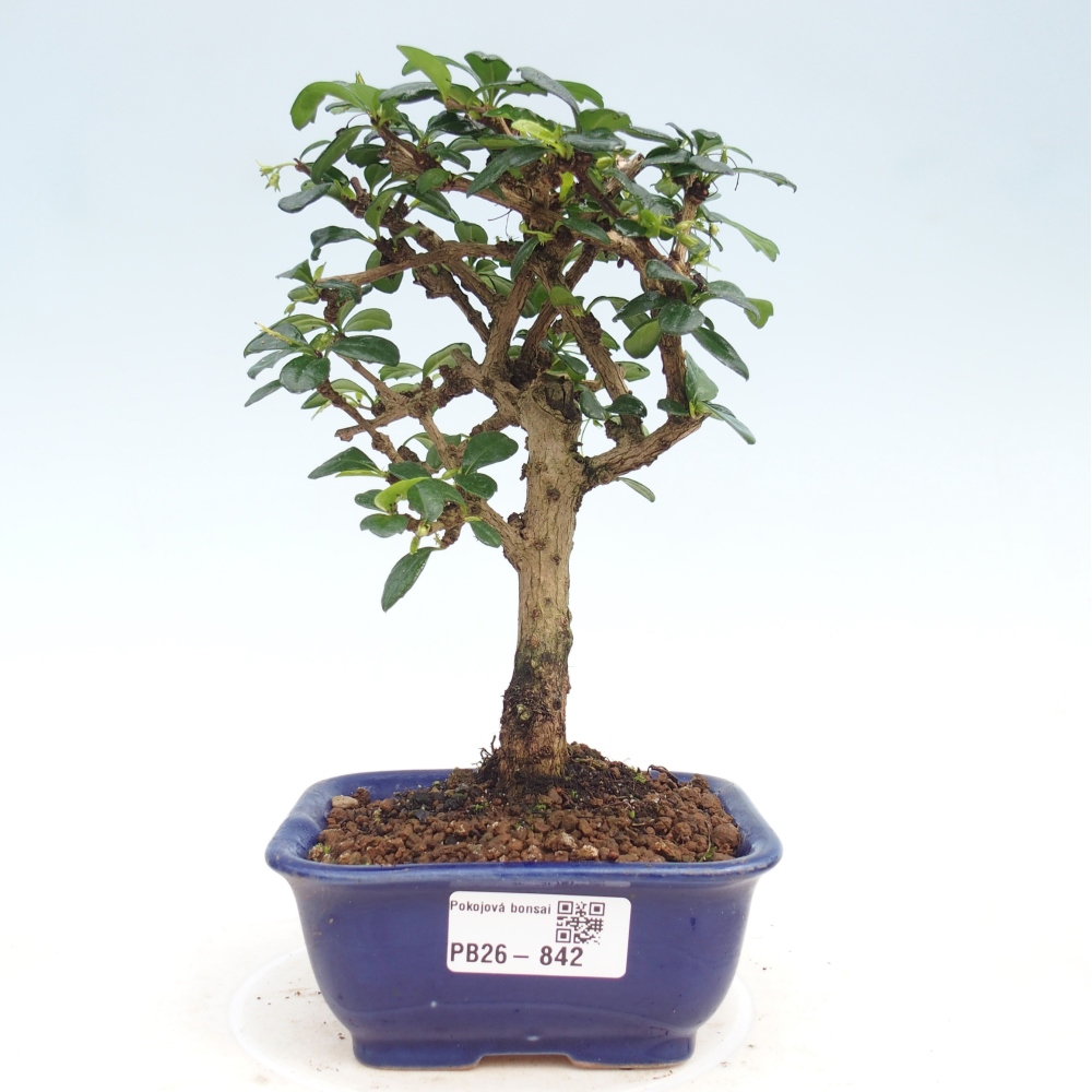 Pokojová bonsai - Carmona macrophylla - Čaj fuki