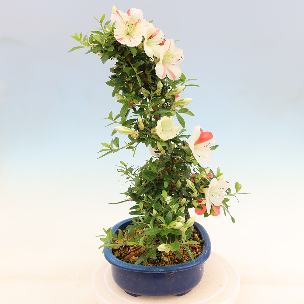 Venkovní bonsai - Japonská azalka - Azalea Asahi-no-izumi