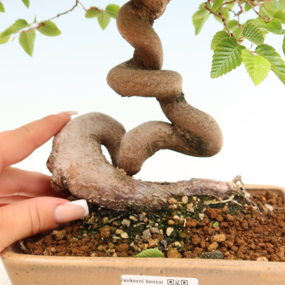 Venkovní bonsai -Carpinus coreana - Habr korejský