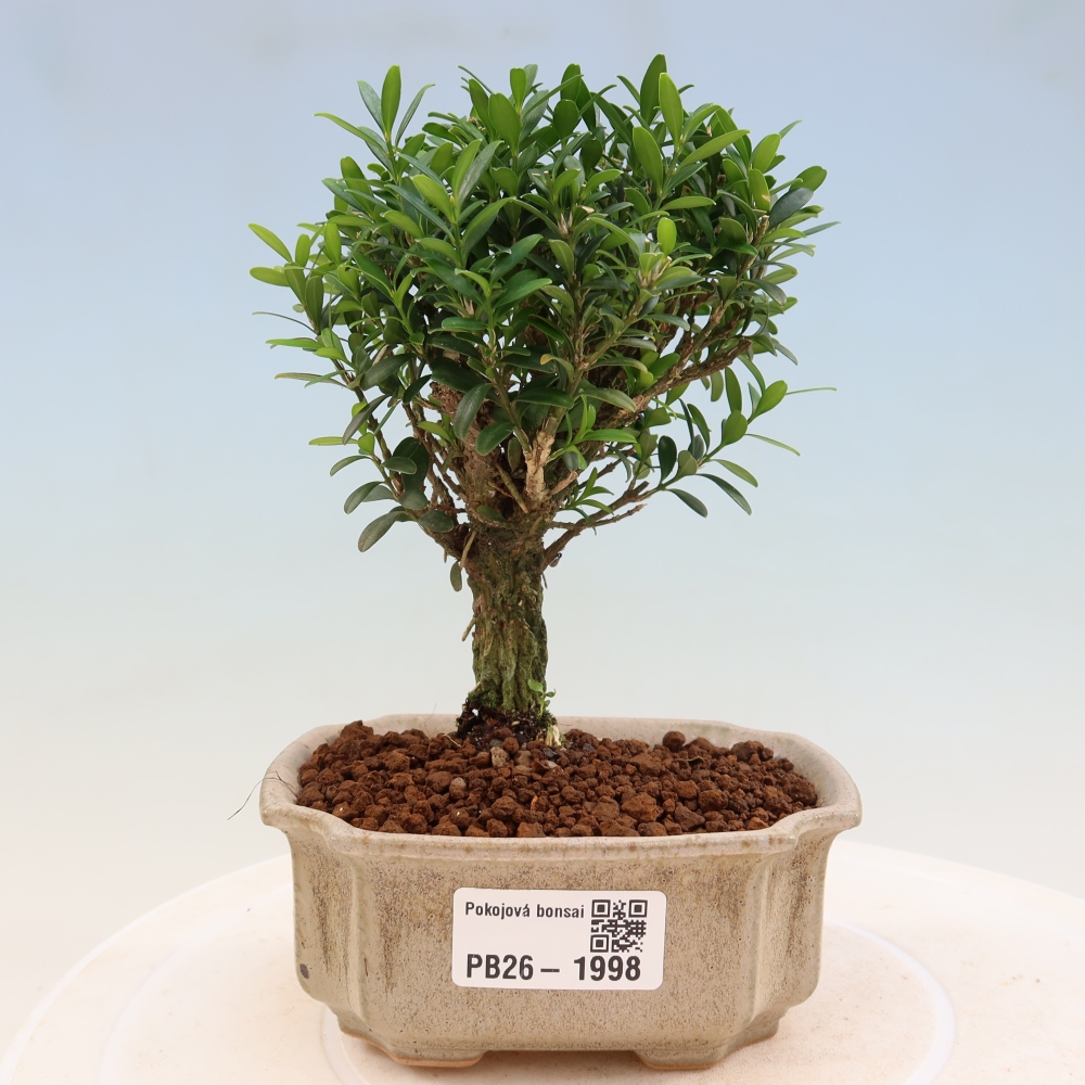 Pokojová bonsai - Buxus harlandii -korkový buxus