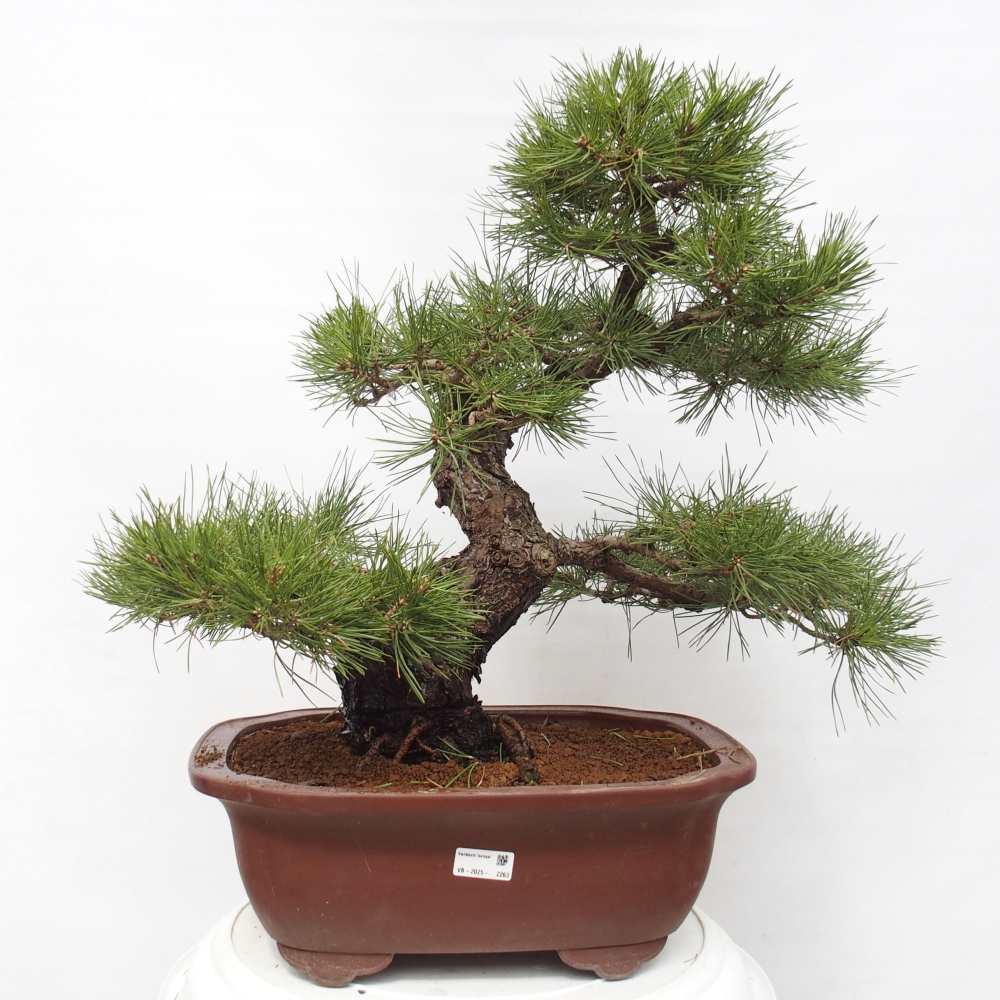 Venkovní bonsai - Pinus thunbergii - Borovice thunbergova