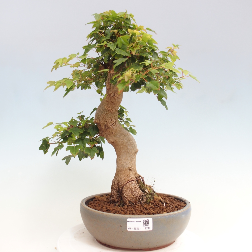 Venkovní bonsai - Acer Buergerianum - Javor Burgerův