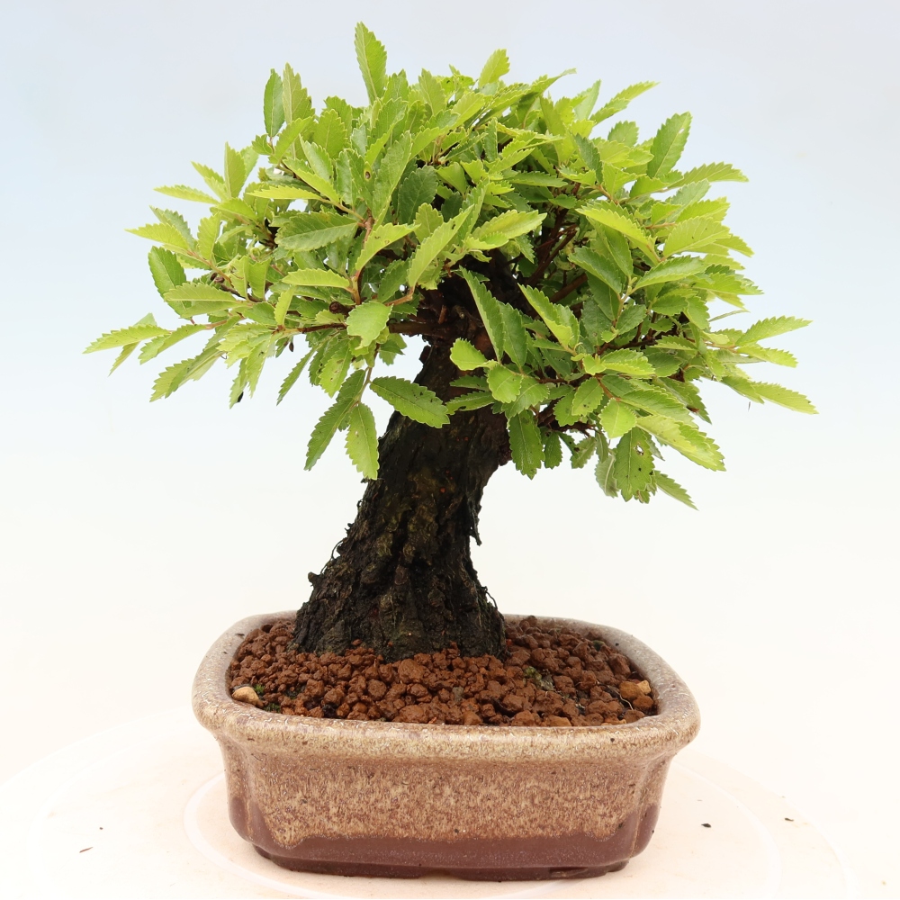 Venkovní bonsai - Zelkova - Zelkova NIRE