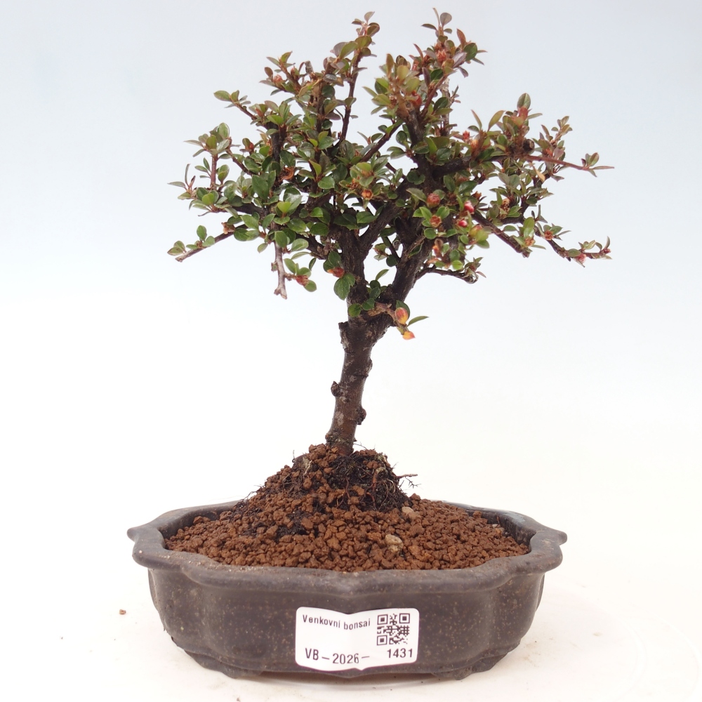 Venkovní bonsai - Cotoneaster horizontalis - Skalník